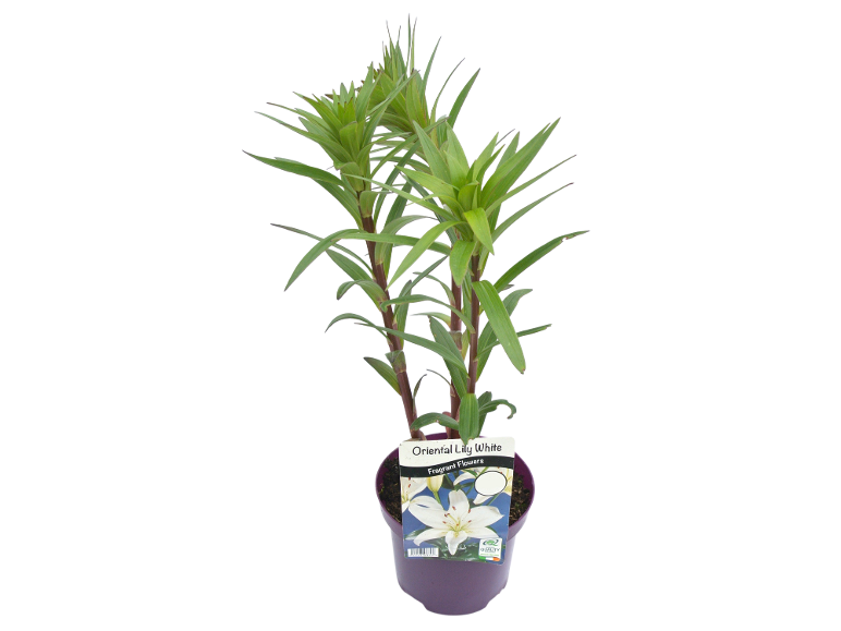 White oriental lily plant in purple pot with fragrant flowers label.