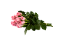Bouquet of pink roses with green leaves on a black background.