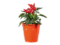 Plant of red and green chili peppers in an orange bucket.