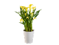 Yellow calla lily plant in a white pot on a black background.
