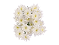 Bouquet of white chrysanthemums on a black background