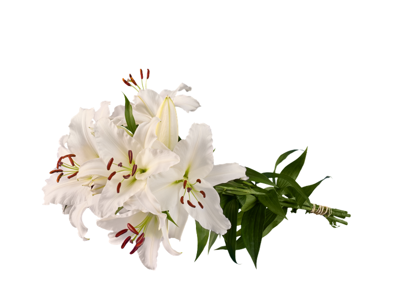 A bouquet of white lilies with green leaves, tied together, on a black background.