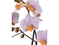 Light pink orchids with orange centers and buds on a black background.
