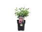 Potted paniculata hydrangea plant with green leaves and pink flowers, with a label.