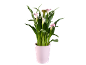 Pink calla lily plant in a white pot on a black background.