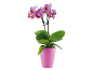 Pink striped Phalaenopsis orchid in a pink pot.