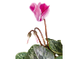 Pink cyclamen with green leaves and buds against a black background.