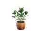 Green plant in a wooden pot with a diamond pattern.