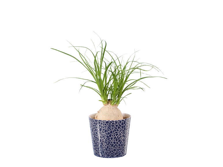 Potted ponytail palm with a bulbous base and long, thin green leaves in a patterned pot.
