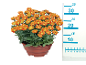 Orange chrysanthemum in a brown pot with a measuring scale next to it.