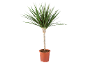 Dracaena marginata plant in a brown plastic pot