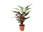 Indoor plant with green and red leaves in a brown pot.
