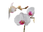 White orchids with pink centers and buds on a black background