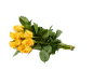 Bouquet of yellow roses with green leaves on a black background.
