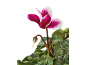Pink and white cyclamen with green leaves against a black background