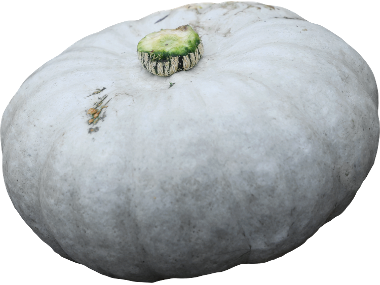 Novelty Irish Pumpkin
