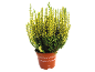 Yellow heather in a brown pot with the label 'CALLUNA VULGAR Bruyère d'automne'