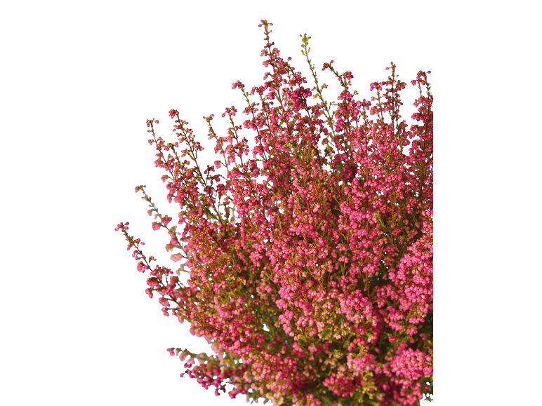 Heather shrub with bright pink small flowers on a black background.