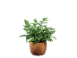 Potted green fern with striped leaves in a decorative wooden planter.