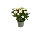 White rose plant in a grey pot
