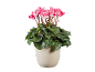 Pink cyclamen plant in a light-colored pot on a black background.