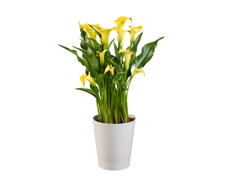 Yellow calla lily plant in a white pot on a black background.