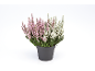 Heather plant in a black pot with pink and white flowers