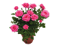 Potted rose plant with vibrant pink blooms