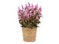 Pink celosia plant in a woven basket.