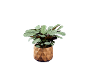 Potted plant with green leaves in a geometric, wooden pot.