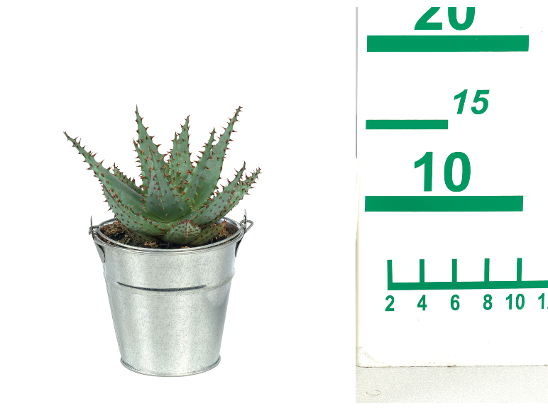 Succulent plant in a metal pot with a measuring ruler beside it.