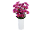 Bouquet of fuchsia daisies with yellow centers in a white vase.