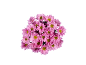 Bouquet of pink daisies with yellow centers on a black background.