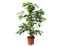 Green indoor plant in a brown pot on a black background.