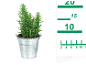 Succulent plant in metal pot with 20 cm measuring scale.