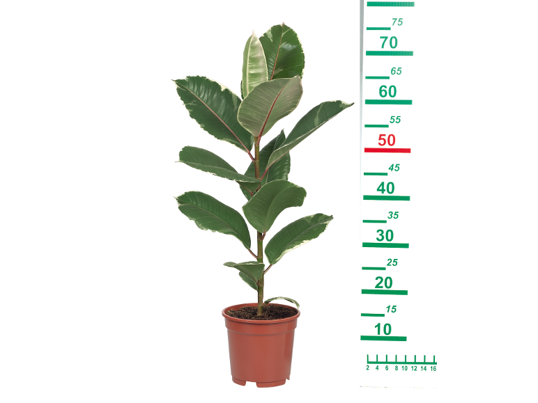 Variegated rubber plant in brown pot with measuring scale from 10 to 75 cm