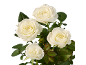 Four white roses with green leaves on a black background.
