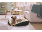 Small dog in a pet bed, with a coffee table and sofa in the background.