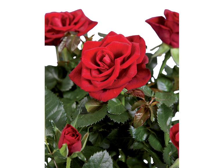 Vibrant red roses with lush green leaves against a black background.
