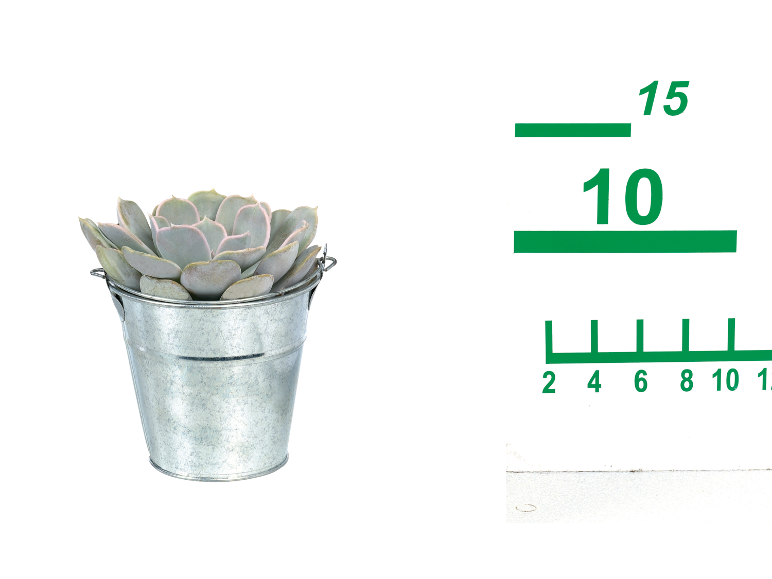 Succulent plant in metal pot with measuring scale