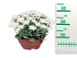White chrysanthemums in a brown pot with a measuring ruler next to it.