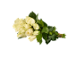 Bouquet of white roses with green stems tied with a pink elastic band.