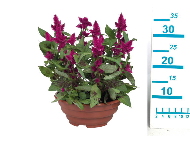 Celosia plant with magenta flowers in a brown pot, with a measuring ruler next to it.