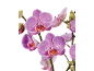 Pink Phalaenopsis orchids with buds on a black background.