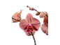 Pink orchids with buds on a black background.