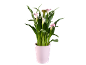 Pink calla lily plant in a white pot against a black background.