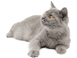 Grey cat with yellow eyes lying down, looking upwards.