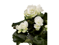 White begonias with dark green leaves on a black background.