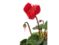 Red cyclamen flower with a bud and green leaves against a black background.