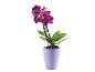 Purple orchid in a lilac pot